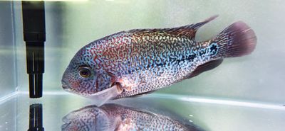 Red Spider Vieja Cichlid