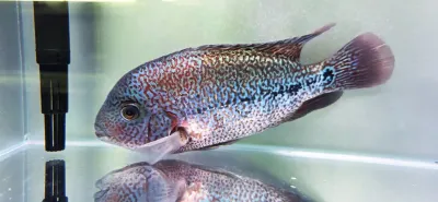 Red Spider Vieja Cichlid