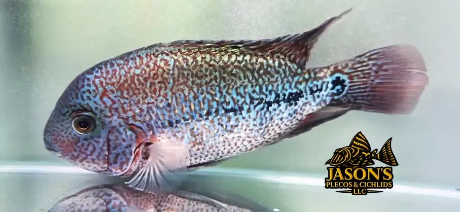 Red Spider Vieja Cichlid