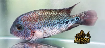 Red Spider Vieja Cichlid