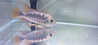 Istlantus Cichlid - (Amphilophus istlanus) - Breeding Pair