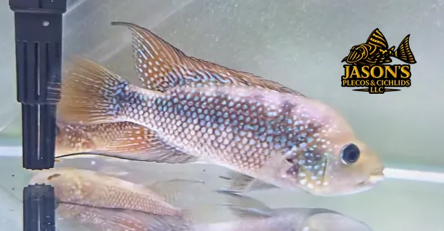 Istlantus Cichlid - (Amphilophus istlanus) - Breeding Pair