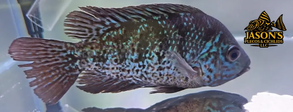 Jaguar x Texas Cichlid Hybrid Cichlid