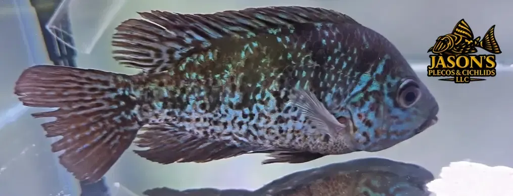 Jaguar x Texas Cichlid Hybrid Cichlid