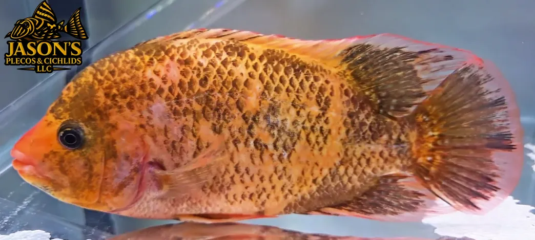 Rose Queen x Festae Hybrid Cichlid