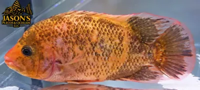 Rose Queen x Festae Hybrid Cichlid