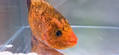 Rose Queen x Festae Hybrid Cichlid