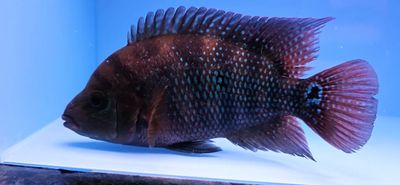 Rose Queen x Festae Hybrid Cichlid