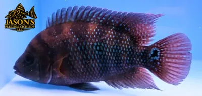 Rose Queen x Festae Hybrid Cichlid