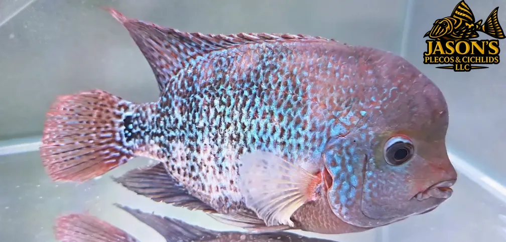 Zonatus Cichlid Hybrid