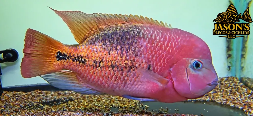 SRD x Red Spot Guttulatus