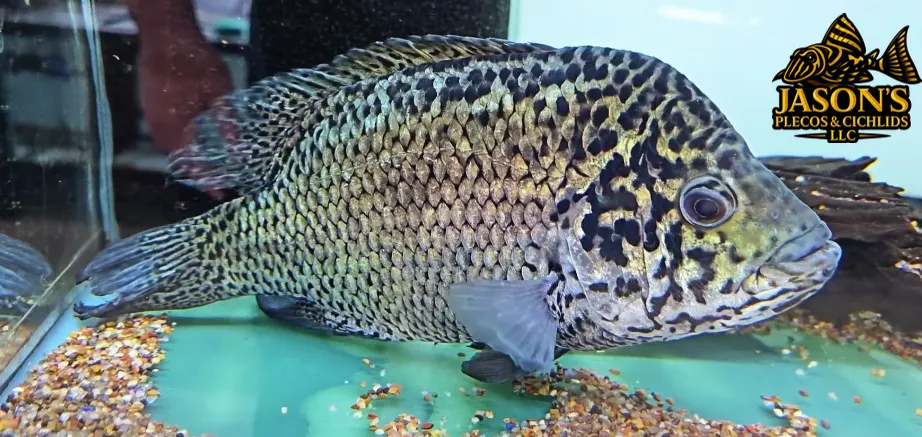 Cuban Cichlid - (Nandopsis tetracanthus) - Breeding Pair