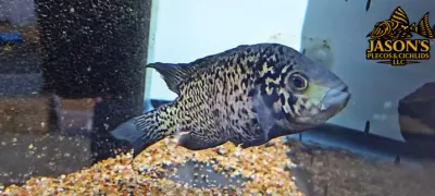 Cuban Cichlid - (Nandopsis tetracanthus) - Breeding Pair