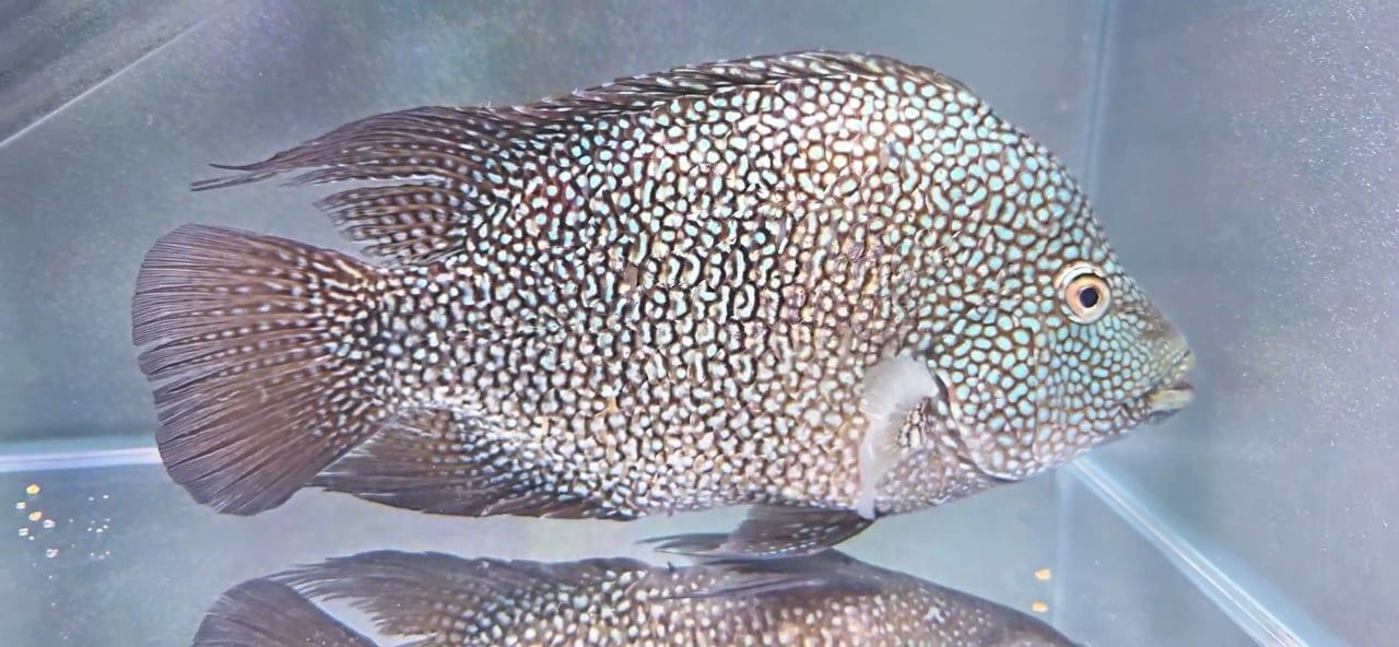 Green Texas Cichlid - (Herichthys carpintis)