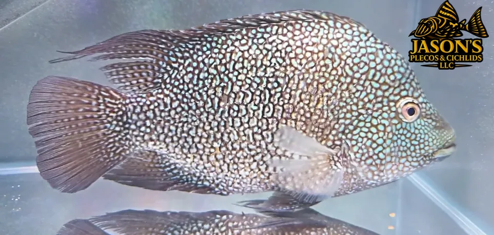 Green Texas Cichlid - (Herichthys carpintis)