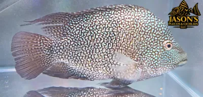 Green Texas Cichlid - (Herichthys carpintis)