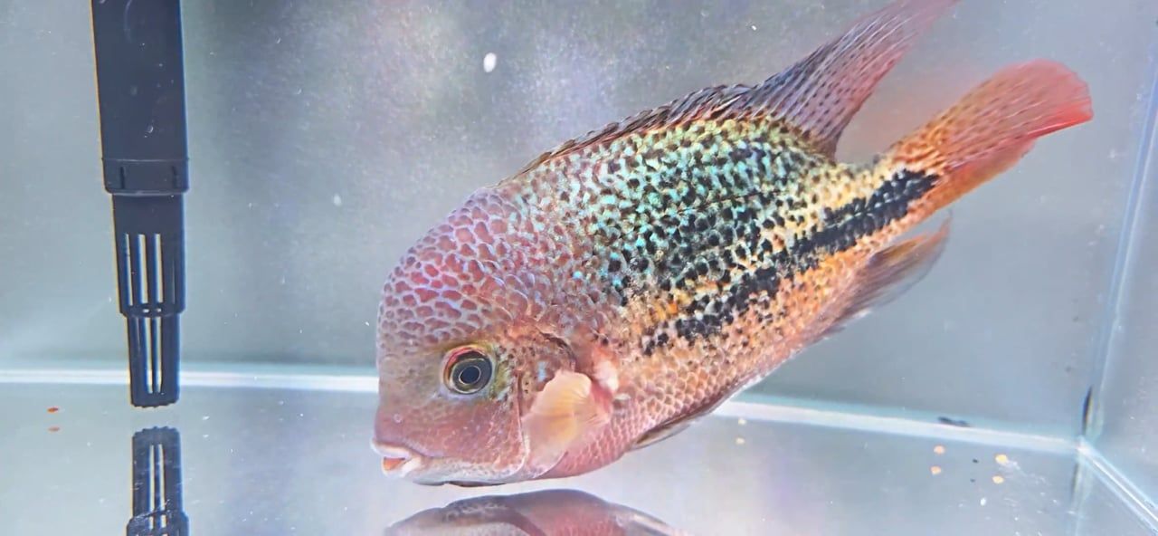 Diablo Bifa x Super Red Syn Cichlid