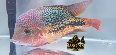 Diablo Bifa x Super Red Syn Cichlid
