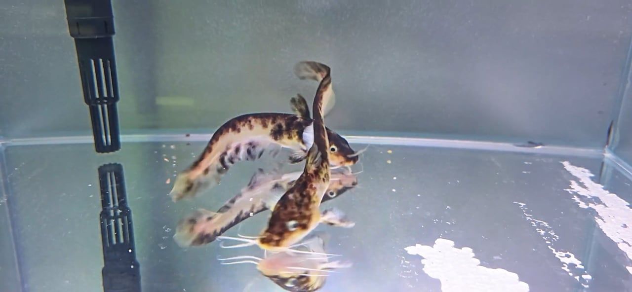 Marble Tandanus Catfish – (Tandanus sp.)