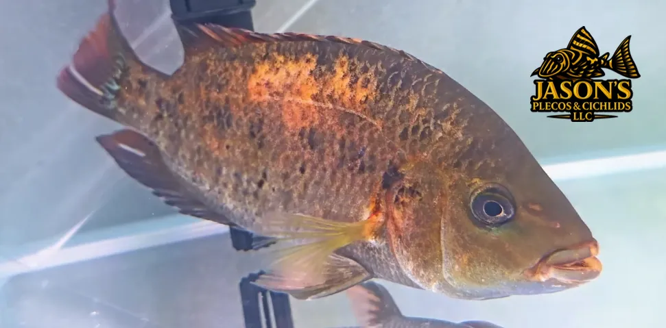 Yellow Jacket x Midas Hybrid Cichlid