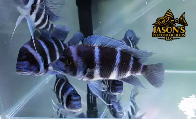 Moba Zaire Frontosa — (Cyphotilapia gibberosa)