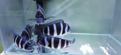 Moba Zaire Frontosa — (Cyphotilapia gibberosa)