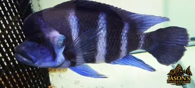 Moba Zaire Frontosa — (Cyphotilapia gibberosa)
