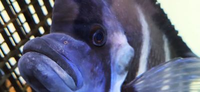 Moba Zaire Frontosa β (Cyphotilapia gibberosa)