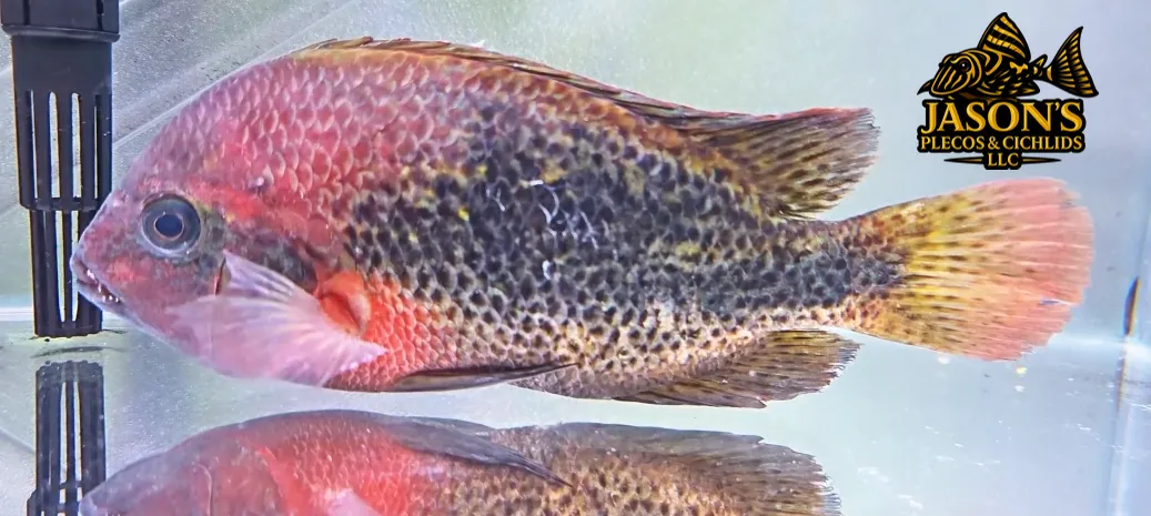 Rio Chacamax Cichlid - (Vieja bifasciata)