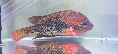Rio Chacamax Cichlid - (Vieja bifasciata)