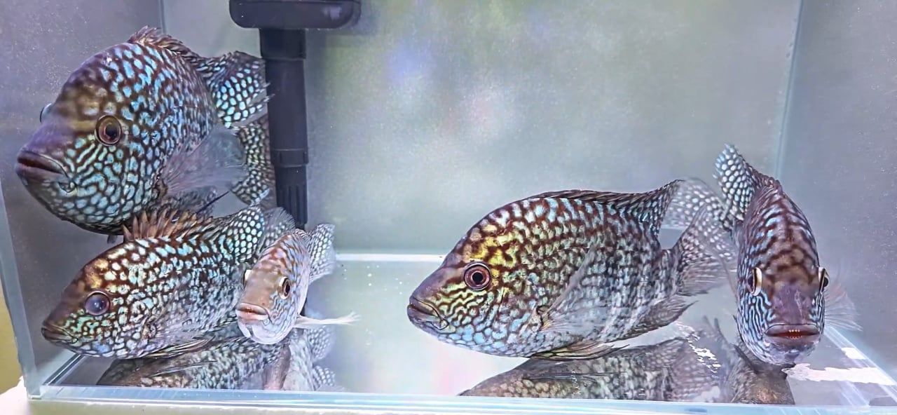 Blue Escondido Cichlid/Pearlscale Cichlid - (Herichthys carpintis)