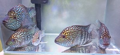 Blue Escondido Cichlid/Pearlscale Cichlid - (Herichthys carpintis)