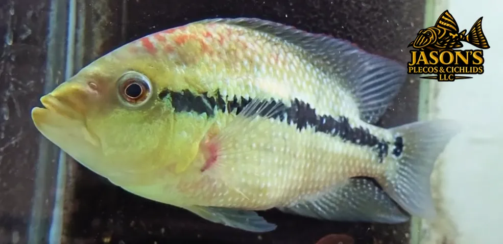 Blue Umbee/Turquoise Cichlid - (Kronoheros Umbriferum)