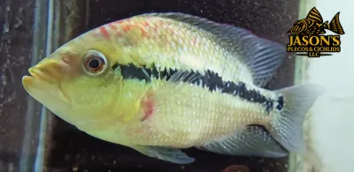 Blue Umbee/Turquoise Cichlid - (Kronoheros Umbriferum)