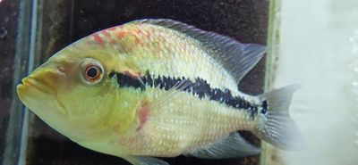 Blue Umbee/Turquoise Cichlid - (Kronoheros Umbriferum)