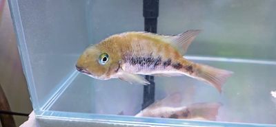 Teapa Cichlid — (Paraneetroplus gibbiceps)