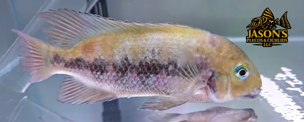 Teapa Cichlid — (Paraneetroplus gibbiceps)