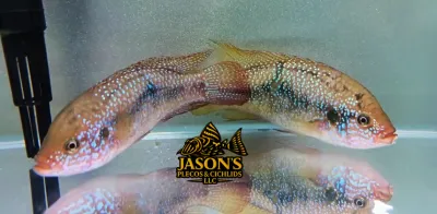 Turquoise Blue Jewel Cichlid - (Hemichromis Bimaculatus) Turquoise Blue Jewel Cichlid - (Hemichromis Bimaculatus)
