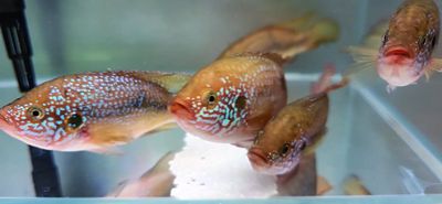Turquoise Blue Jewel Cichlid - (Hemichromis Bimaculatus)