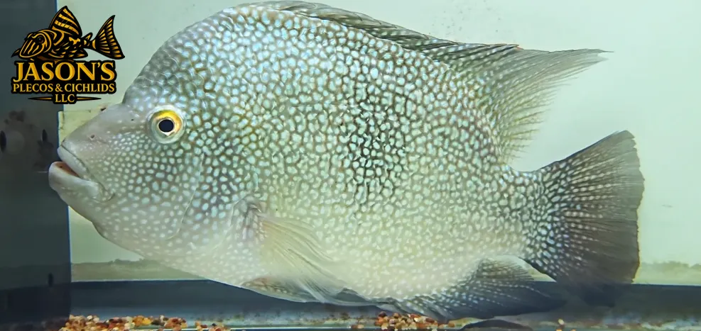 Texas Cichlid - (Herichthys cyanoguttatus)