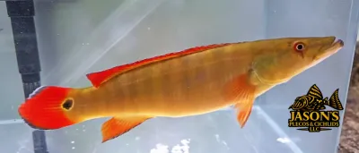 Xingu I Pike Cichlid (Lugubria sp. ‘Xingu I’)