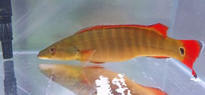 Xingu I Pike Cichlid (Lugubria sp. ‘Xingu I’)