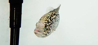 Cuban Cichlid - (Nandopsis tetracanthus)