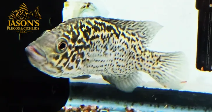 Cuban Cichlid - (Nandopsis tetracanthus)