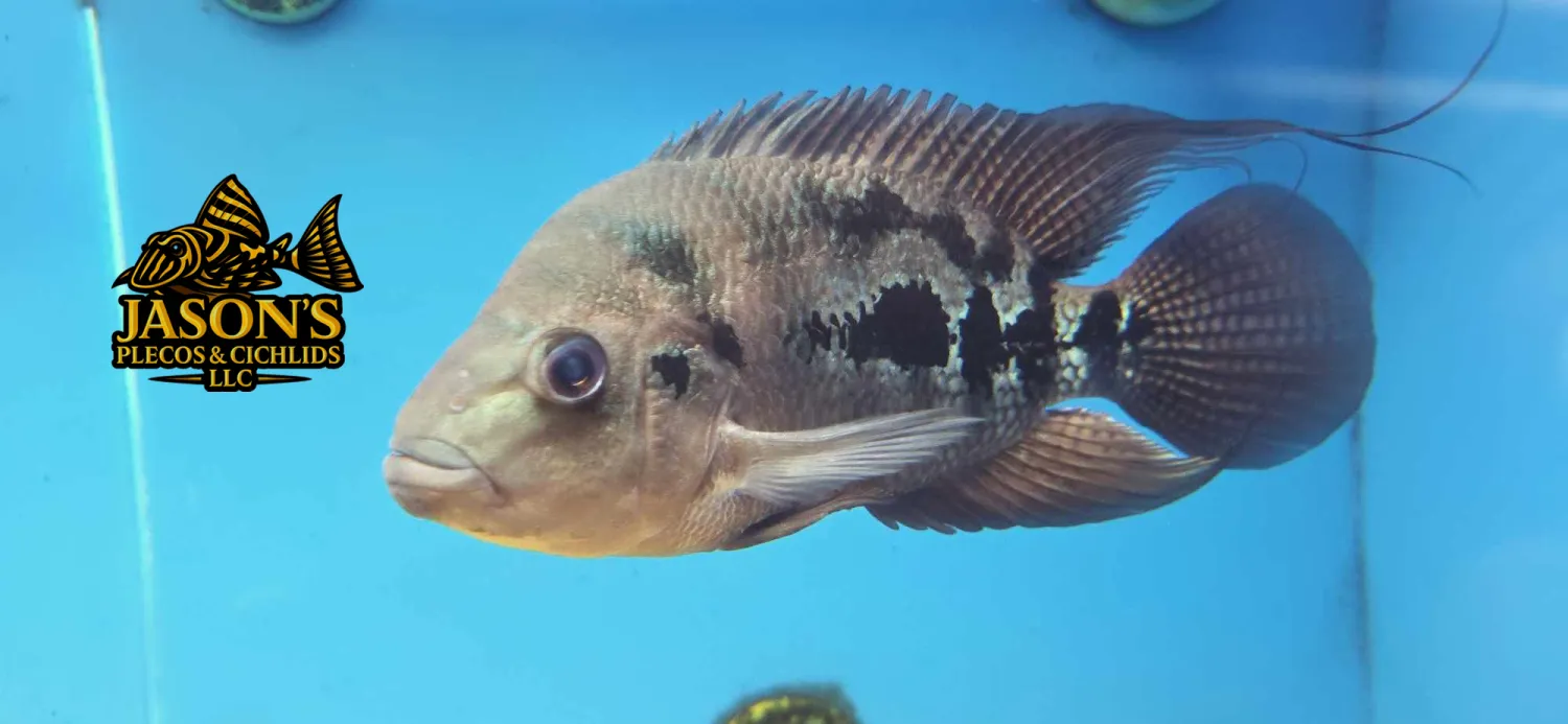 Hybrid Cichlid - Unknown Mix