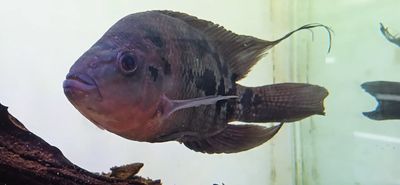 Hybrid Cichlid - Unknown Mix