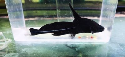 Black Lancer Catfish - (Bagrichthys macracanthus)