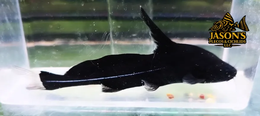 Black Lancer Catfish - (Bagrichthys macracanthus)