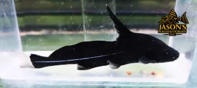 Black Lancer Catfish - (Bagrichthys macracanthus)