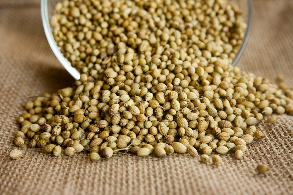 CORIANDRE GRAINE SACHET DE 100 G